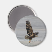 Hawk magnet magneet (Voorkant / Achterkant)