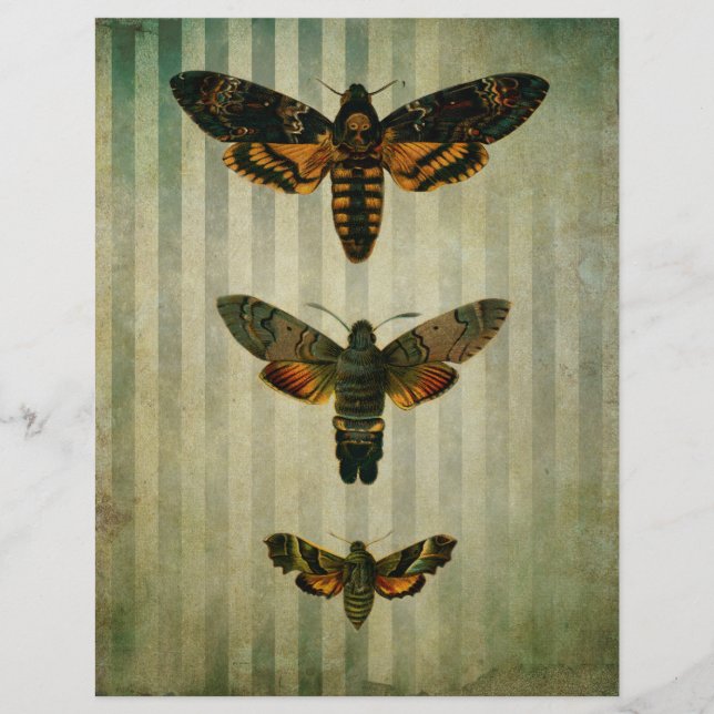 Hawk Moths  Scrapbook Ephemera (Voorkant)