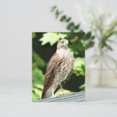 Hawk op het Briefkaart van de Roof (Staand voorkant)