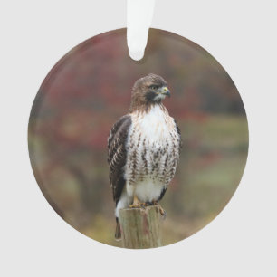 Hawk Ornament