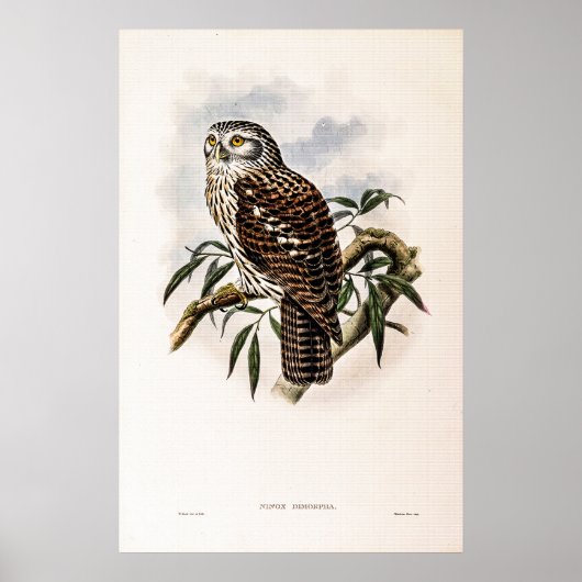 Hawk-Owl beroemd gemaakt door John Gould Poster (Voorkant)