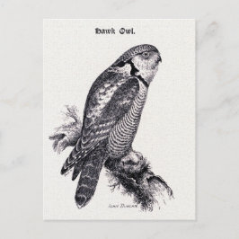 Hawk Owl  Bird Illustratie Briefkaart