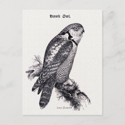 Hawk Owl  Bird Illustratie Briefkaart (Voorkant)