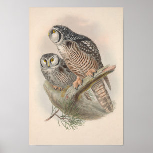 Hawk Owl Bird Poster
