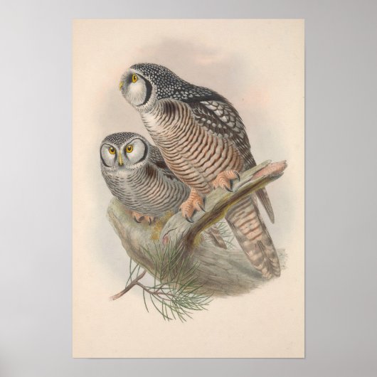 Hawk Owl Bird Poster (Voorkant)