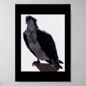 Hawk Photo Poster (Voorkant)