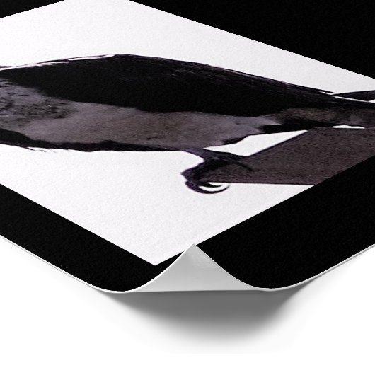 Hawk Photo Poster (Hoek)