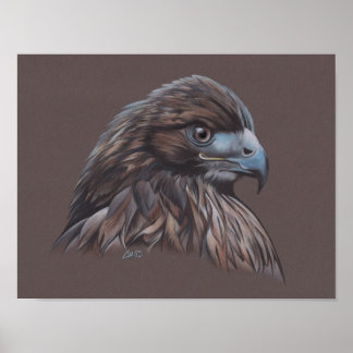 Hawk Poster