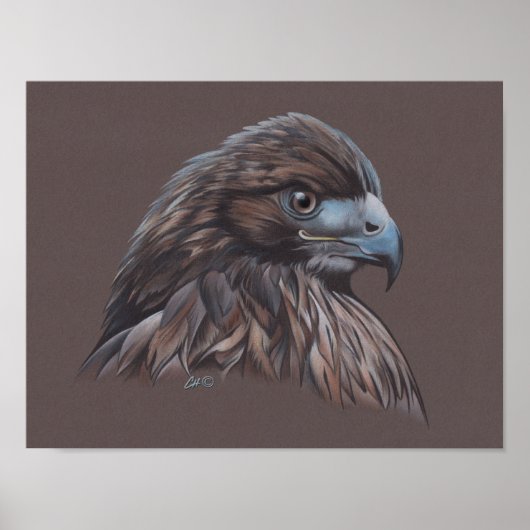 Hawk Poster (Voorkant)