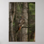 Hawk Poster (Voorkant)