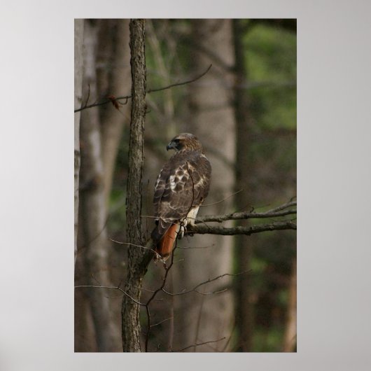 Hawk Poster (Voorkant)