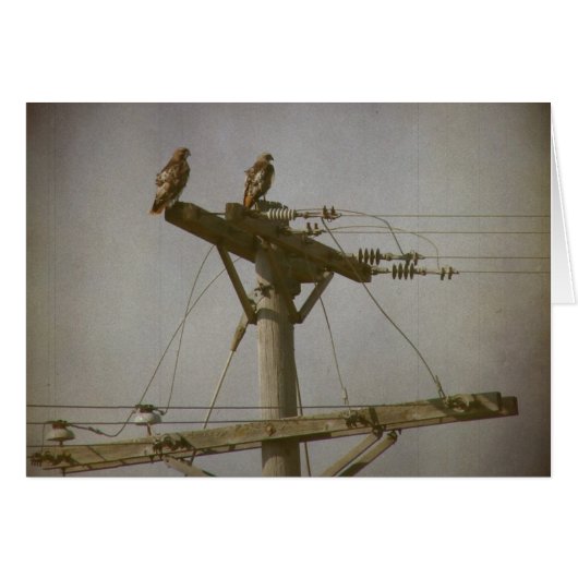 Hawk Power (Voorkant Horizontaal)