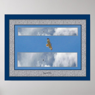 Hawk Soaring Collage 2 Foto-Poster van gretchen Poster