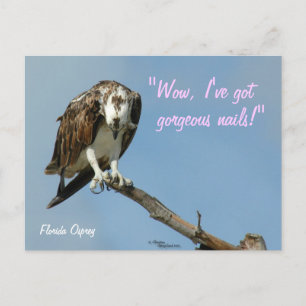 Hawk somptueux ongles Carte postale