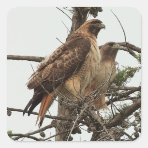 Hawk Sticker