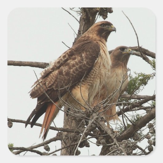 Hawk Sticker (Voorkant)