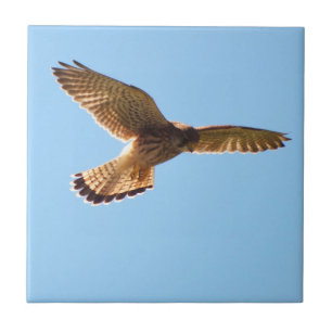 Hawk Tegeltje