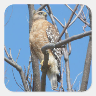 hawk, vogel, prooivogel, Cooper's hawk, natuur Vierkante Sticker