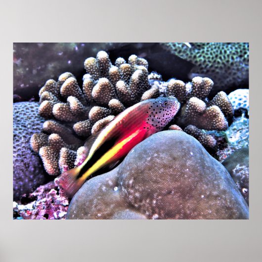 Hawkfish op koraal poster (Voorkant)