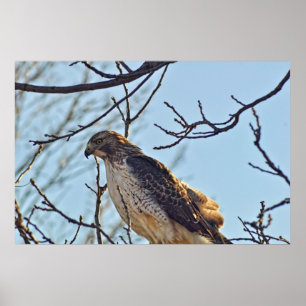 Hawks Eye Poster
