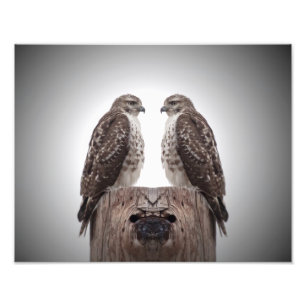 Hawks op een post foto afdruk