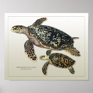 Hawksbill Adult en Juvenile Print