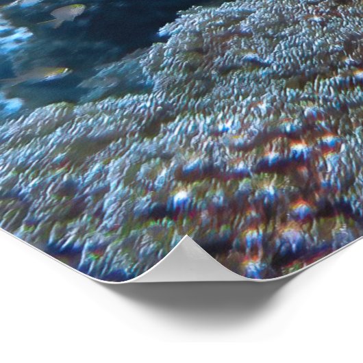 Hawksbill of Raja Ampat Poster (Hoek)