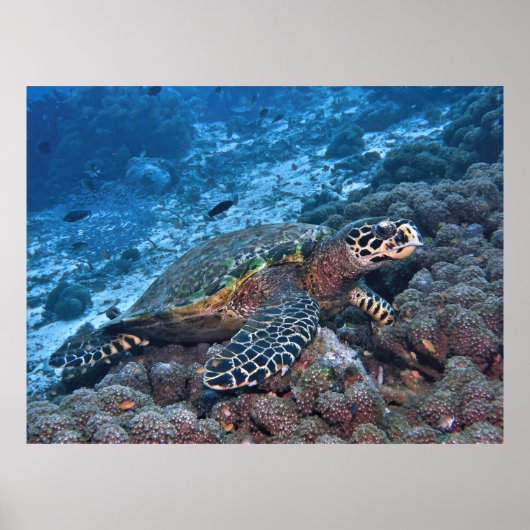 Hawksbill of Raja Ampat Poster (Voorkant)