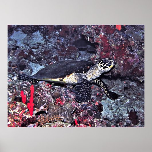 Hawksbill op de Malediven Poster (Voorkant)