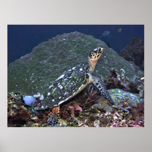 Hawksbill op het rif poster