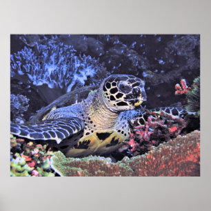 Hawksbill Portrait Poster
