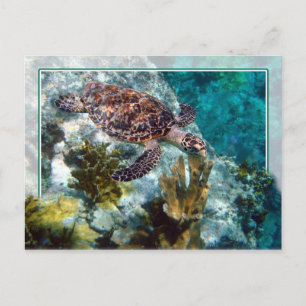 Hawksbill Zee Turtle, Amerikaanse Maagdeneilanden Briefkaart