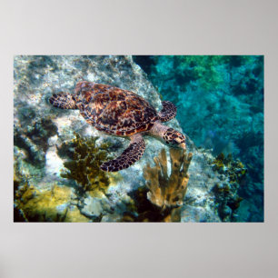Hawksbill Zee Turtle, Amerikaanse Maagdeneilanden Poster