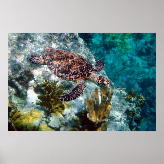 Hawksbill Zee Turtle, Amerikaanse Maagdeneilanden Poster (Voorkant)