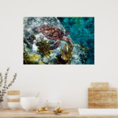 Hawksbill Zee Turtle, Amerikaanse Maagdeneilanden Poster (Keuken)