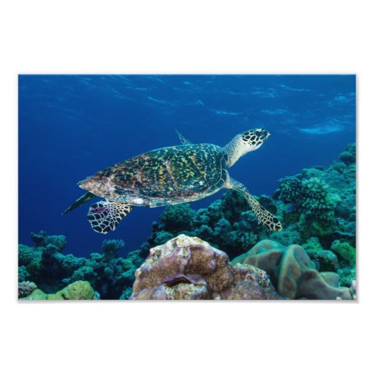 Hawksbill Zee Turtle Photo Print Foto Afdruk (Voorkant)