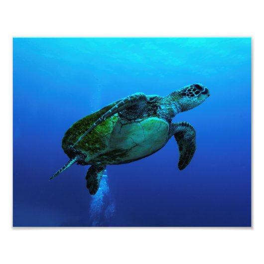 Hawksbill Zee Turtle Photo Print Foto Afdruk (Voorkant)