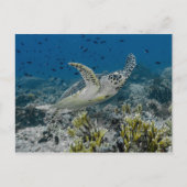 Hawksbill Zee Turtle Swimming Briefkaart (Voorkant)