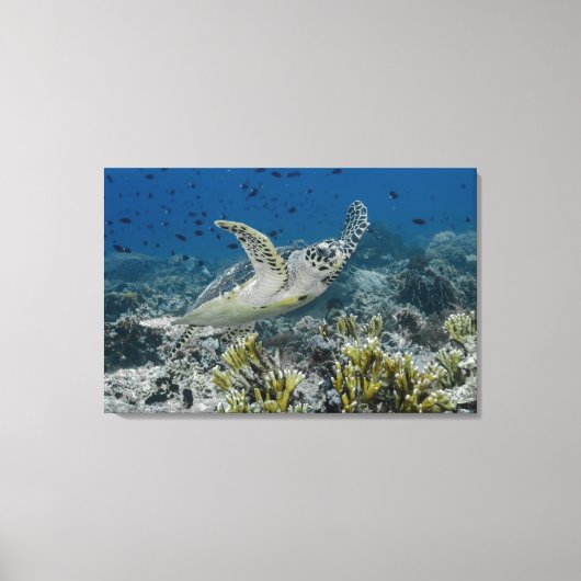 Hawksbill Zee Turtle Swimming Canvas Afdruk (Voorkant)