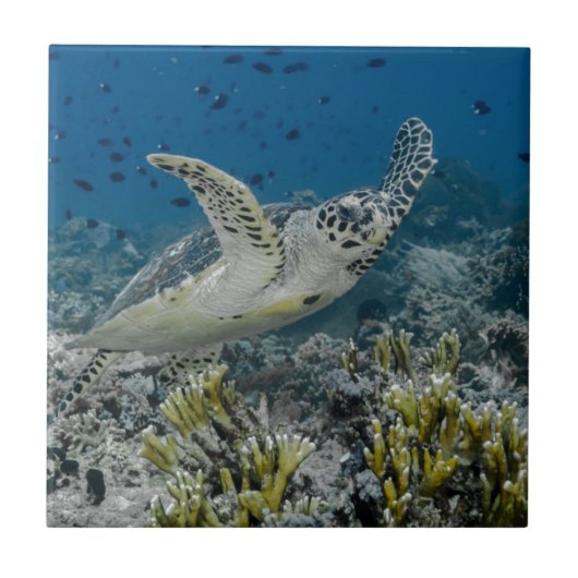 Hawksbill Zee Turtle Swimming Tegeltje (Voorkant)