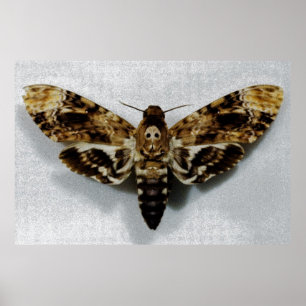 Hawkth Acherontia Lachesis, leider van de doodstra Poster