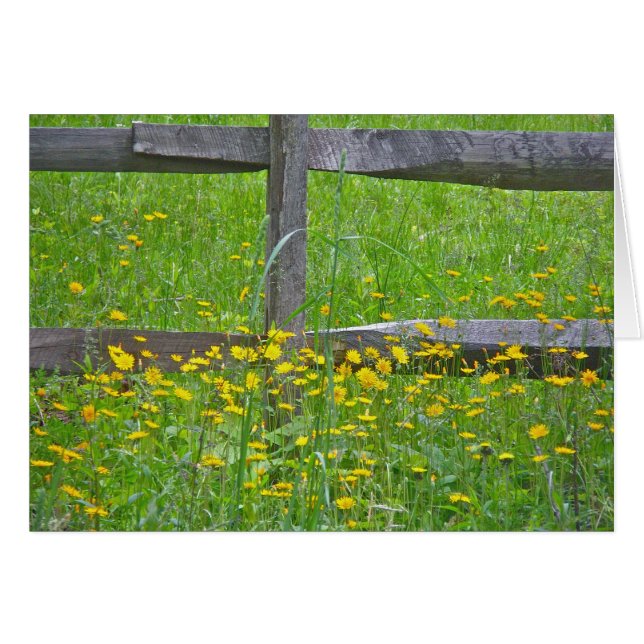 Hawkweed bij gesplitste spooromheining (Voorkant Horizontaal)