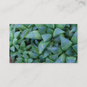 Haworth Plantes Cartes de visite succulents (Dos)