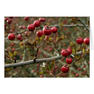 Hawthorn Berries Kaart