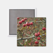 Hawthorn Berries Magnet Magneet (Voorkant / Achterkant)