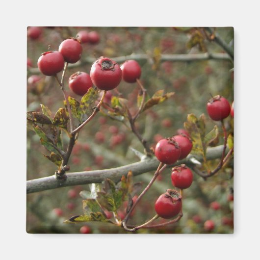 Hawthorn Berries Magnet Magneet (Voorkant)