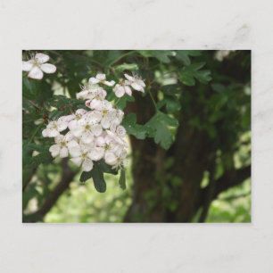 Hawthorn Blossom Briefkaart