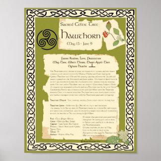 HAWTHORN CELTIC SACRED TREE POSTER