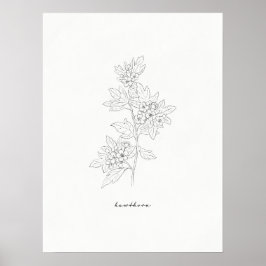 Hawthorn Flower Line Art Print
