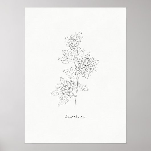 Hawthorn Flower Line Art Print (Voorkant)